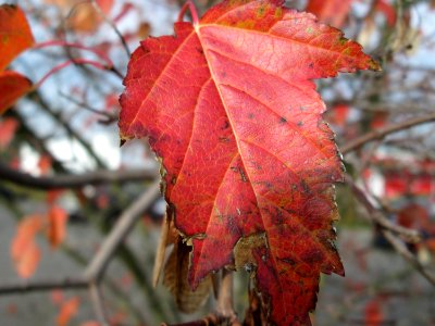 20141031Acer_platanoides3