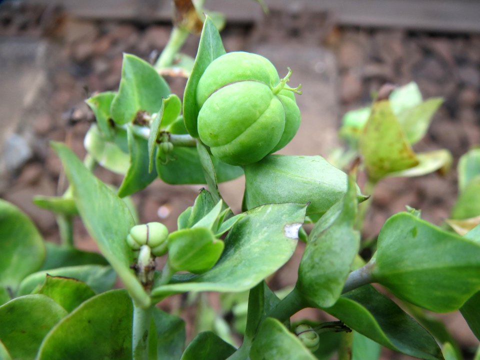 20140810Euphorbia_lathyris2