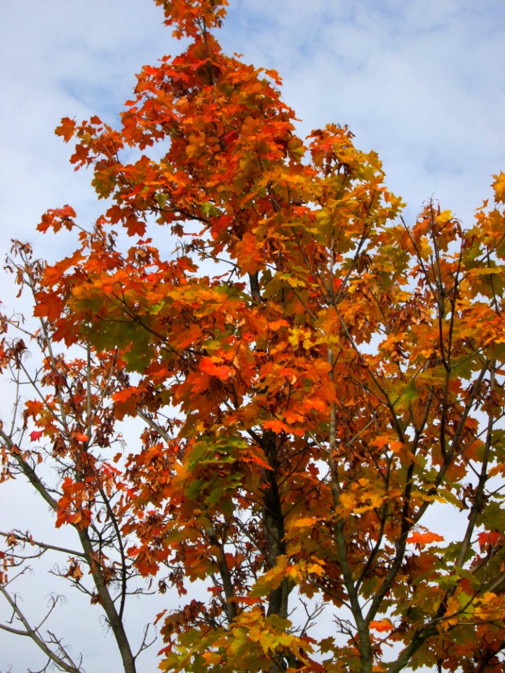 20141031Acer_platanoides1