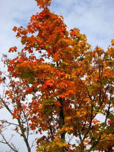 20141031Acer_platanoides1