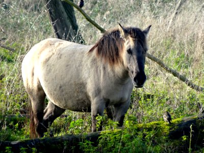 20141028_Oostvaardersplassen_konikpaard