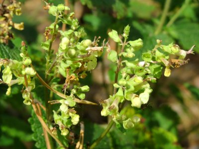 20140820Teucrium_scorodonia1