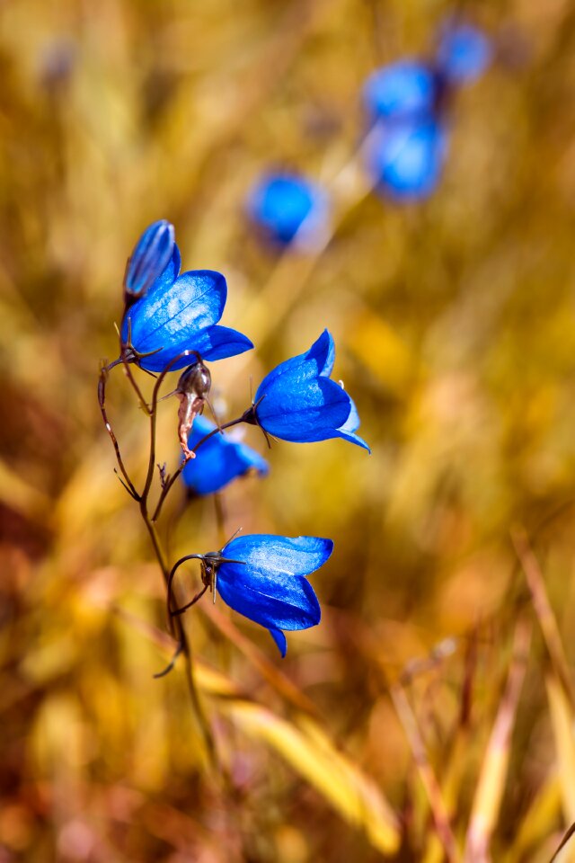 Blue pointed flower nature