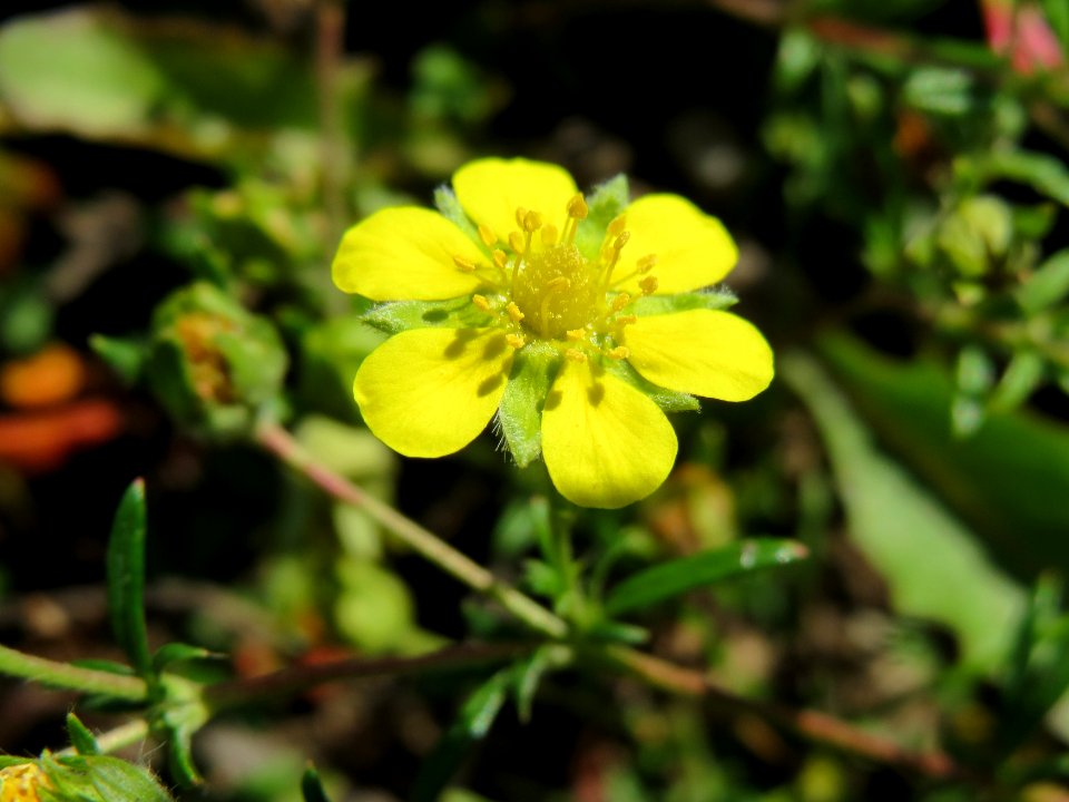 20140821Potentilla_argentea1