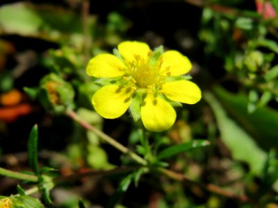 20140821Potentilla_argentea1