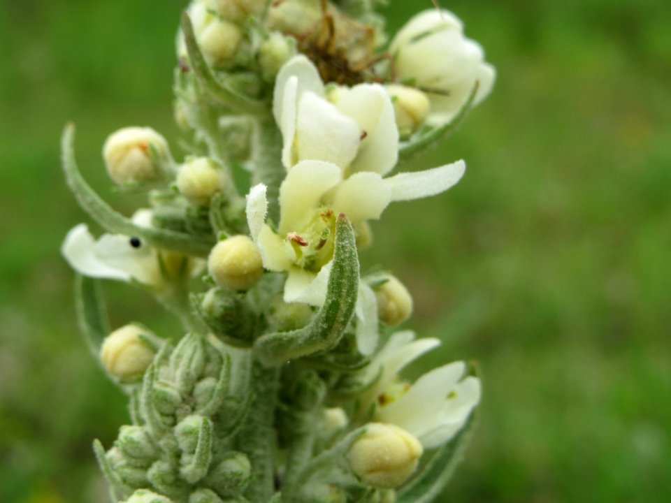 20140810Verbascum_lychnitis2