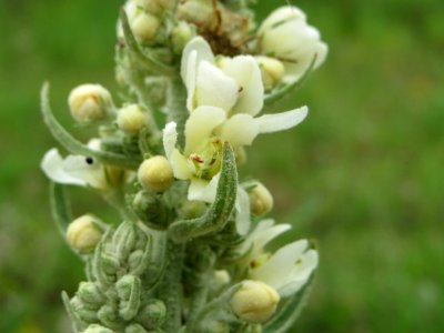 20140810Verbascum_lychnitis2