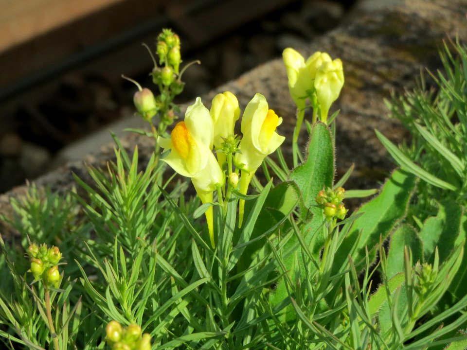 20140820Linaria_vulgaris