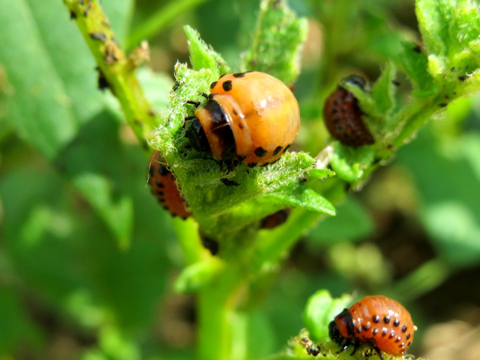 20140802Leptinotarsa_decemlineata3