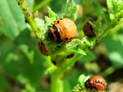 20140802Leptinotarsa_decemlineata3