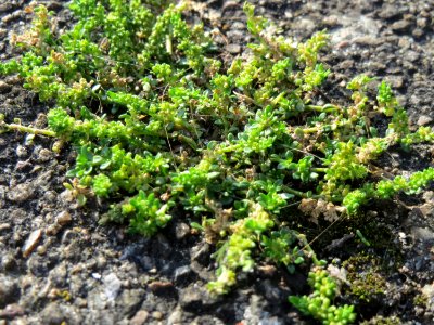 20140820Herniaria_glabra1