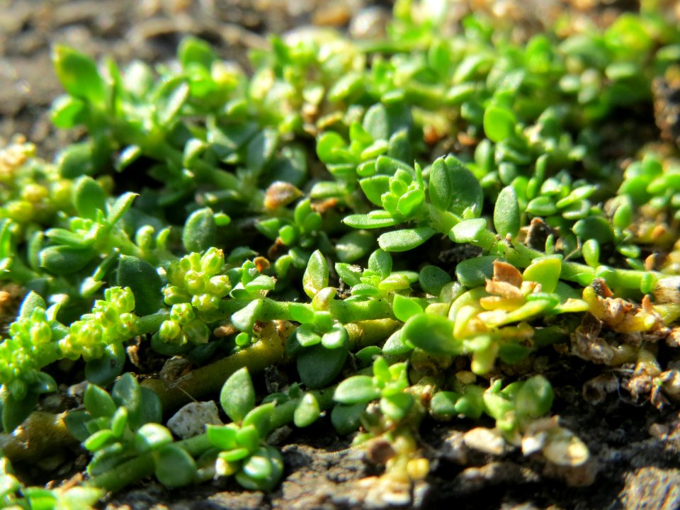 20140820Herniaria_glabra2