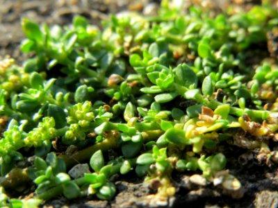 20140820Herniaria_glabra2