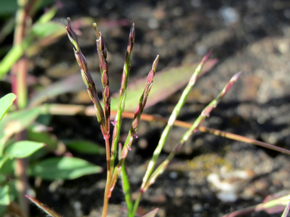 20140820Digitaria_sanguinalis7