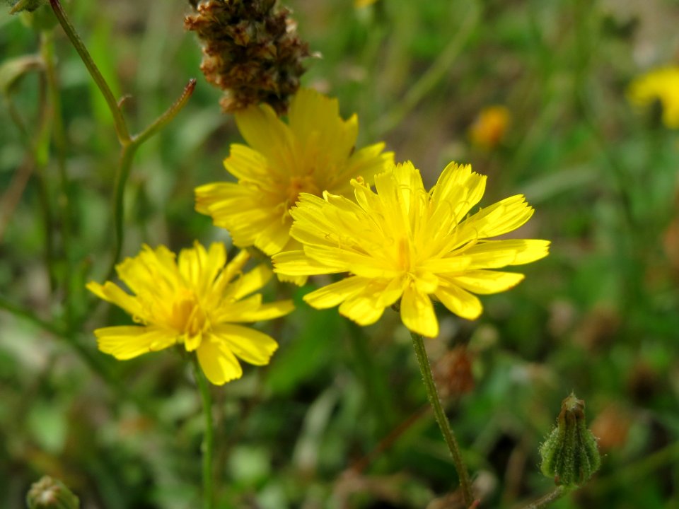 20140820Hypochaeris_radicata1