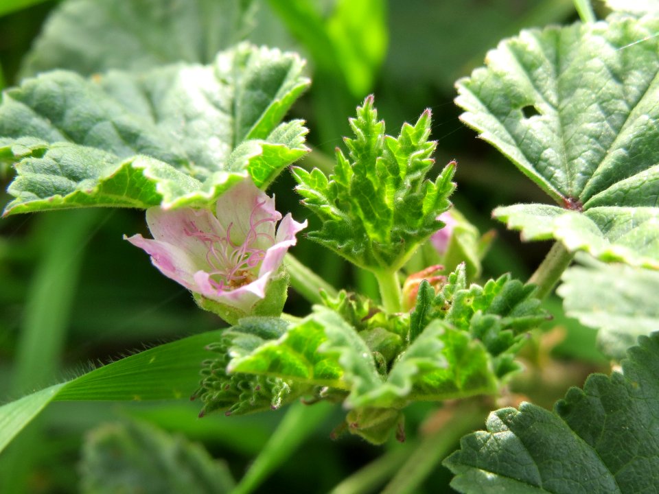 20140820Malva_neglecta