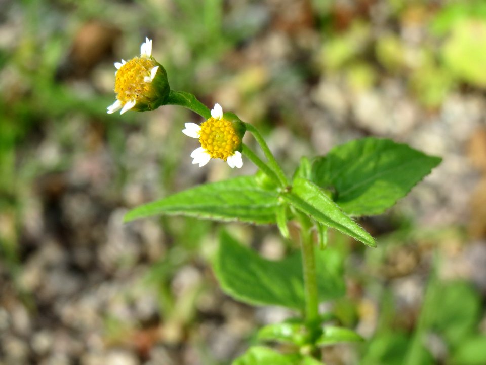 20140820Galinsoga_parviflora
