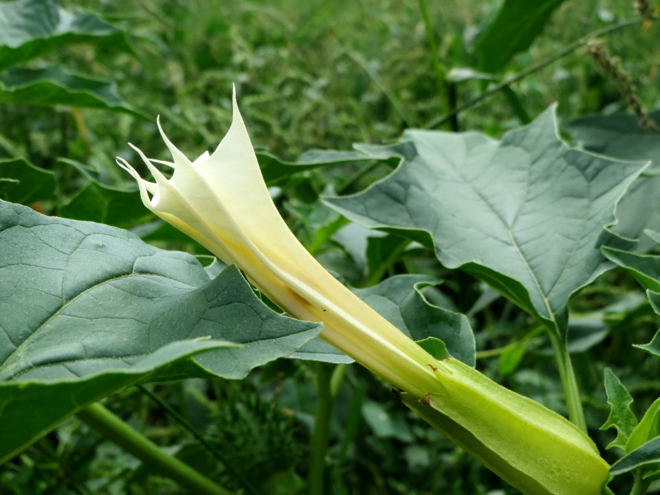 20140802Datura_stramonium