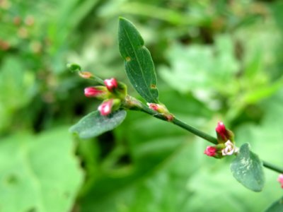 20140802Polygonum_aviculare