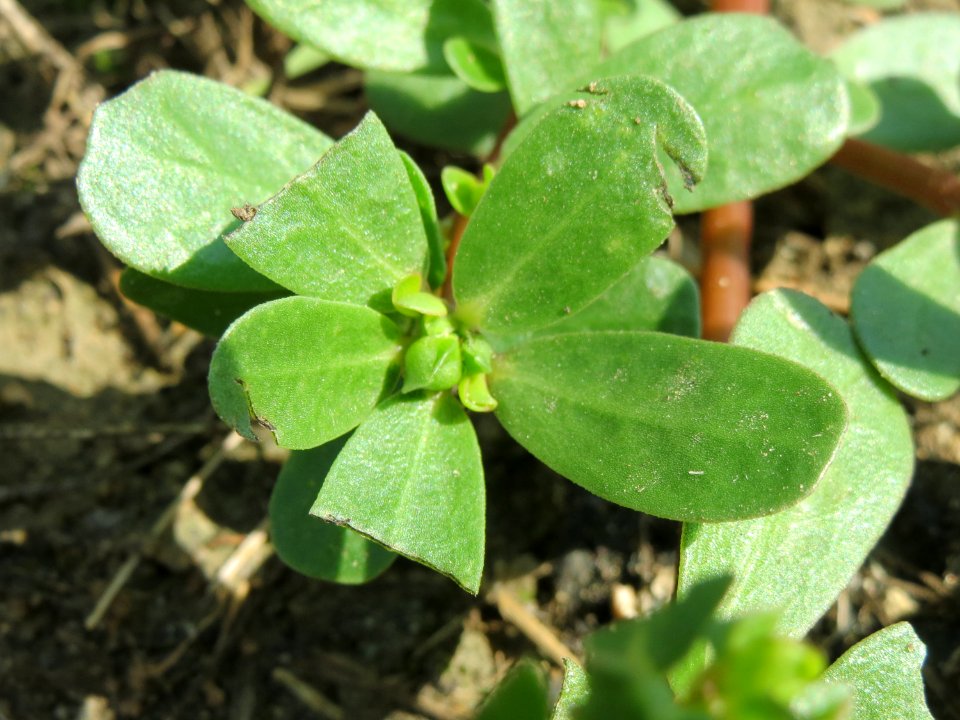 20140802Portulaca_oleracea2