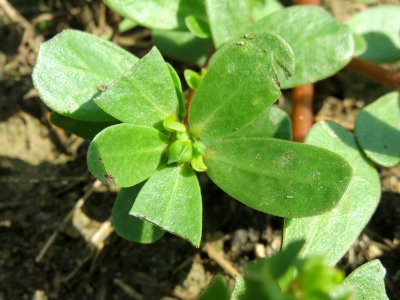 20140802Portulaca_oleracea2