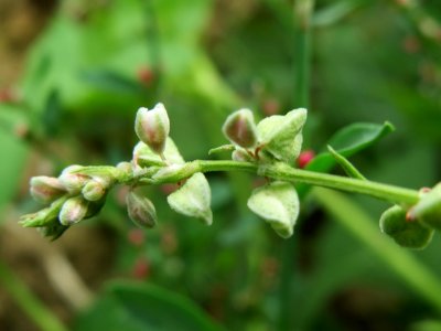 20140802Fallopia_dumetorum1