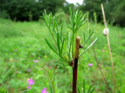 20140803Artemisia_campestris2