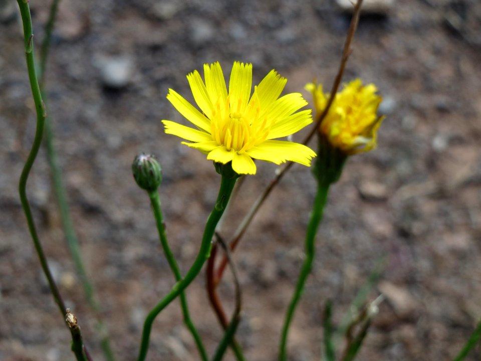 20140819Hypochaeris_radicata