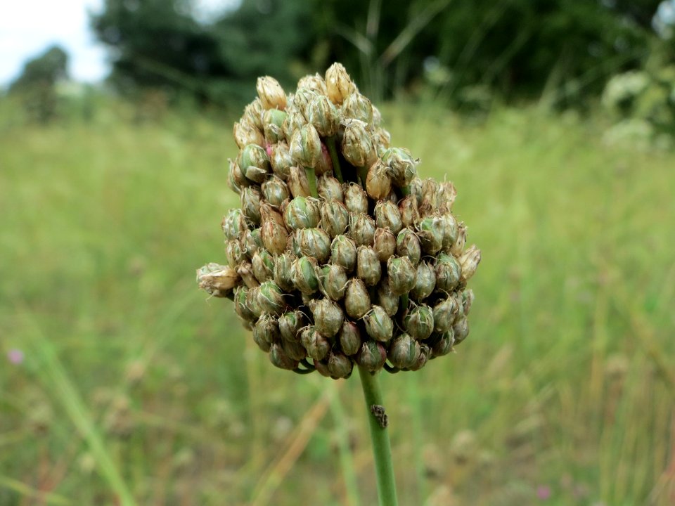 20140803Allium_sphaerocephalon3