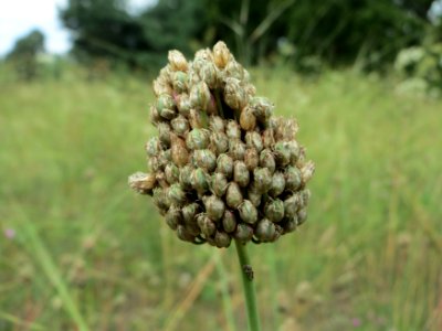 20140803Allium_sphaerocephalon3