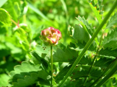 20140817Sanguisorba_minor2 photo