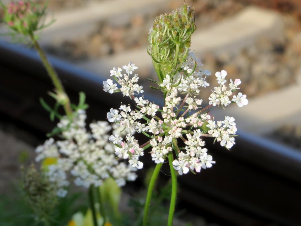 20140820Daucus_carota2