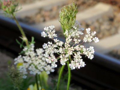 20140820Daucus_carota2