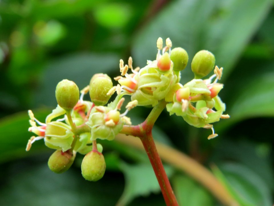 20140817Parthenocissus_quinquefolia2