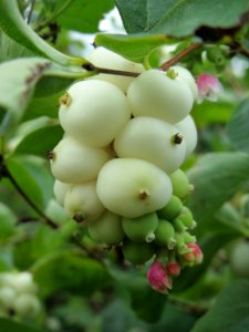 20140817Symphoricarpos_albus2