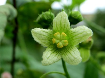 20140817Bryonia_dioica2