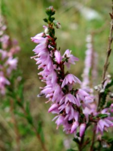 20140820Calluna_vulgaris2