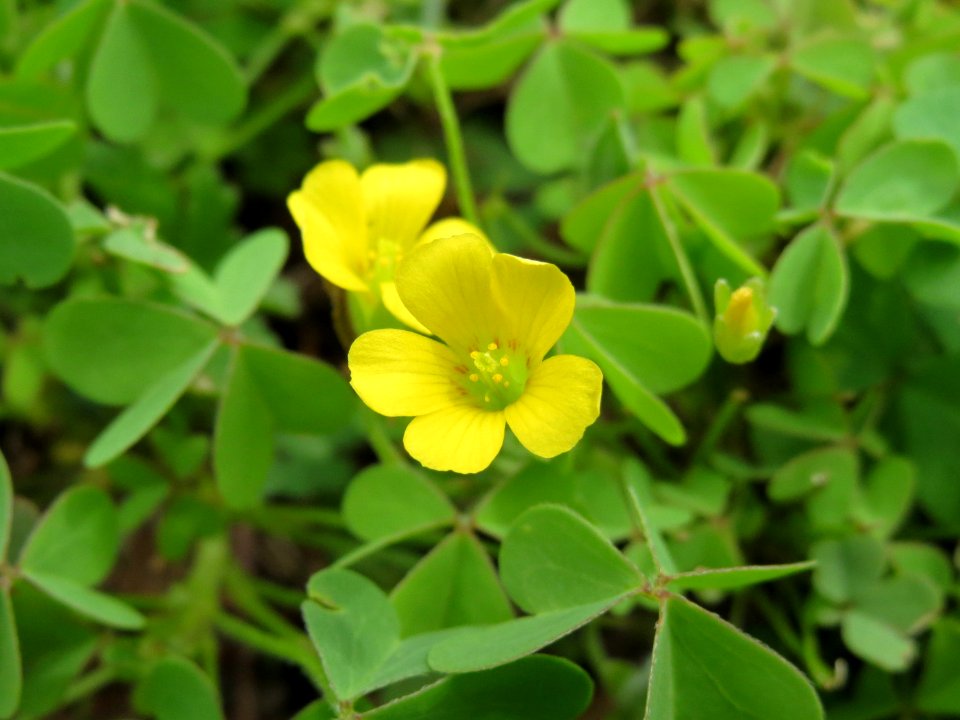 20140817Oxalis_corniculata