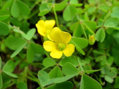 20140817Oxalis_corniculata