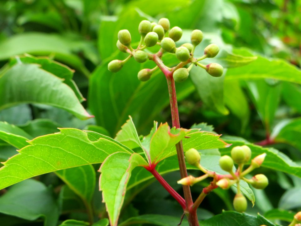 20140817Parthenocissus_quinquefolia1