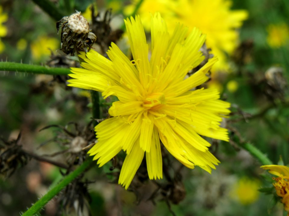 2014081Picris_hieracioides2
