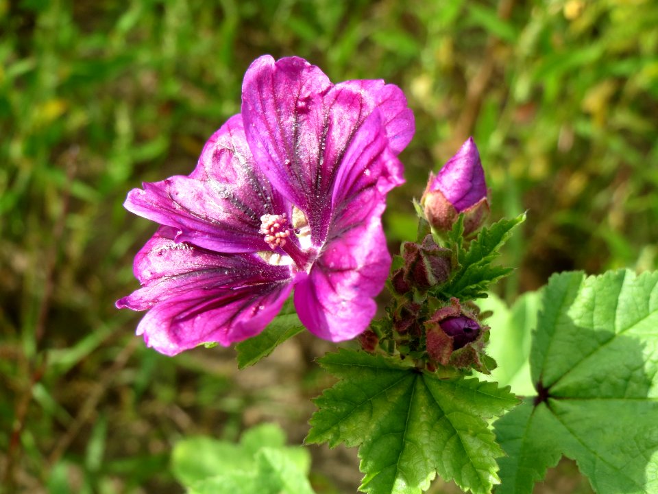 20140820Malva_sylvestris3