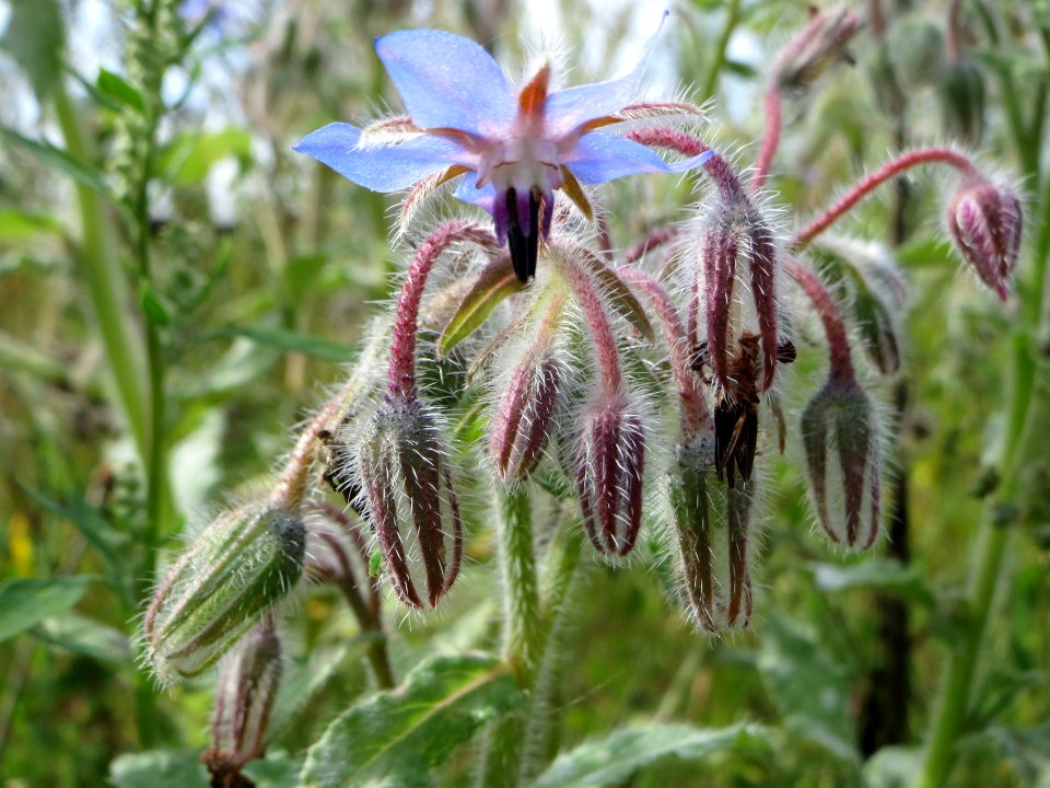 20140820Borago_officinalis2