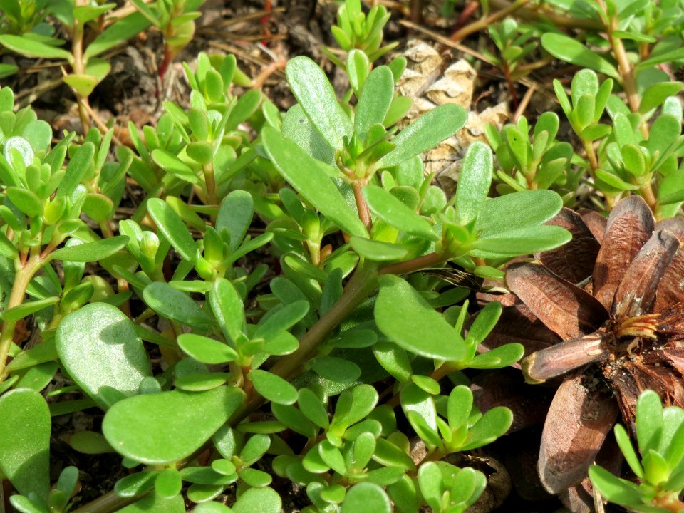 20140820Portulaca_oleracea2