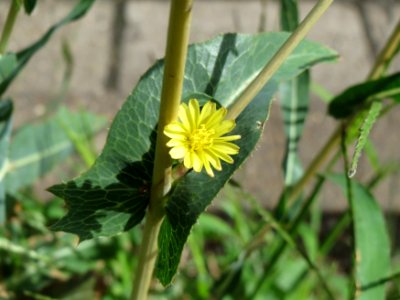 20140819Lactuca_serriola2