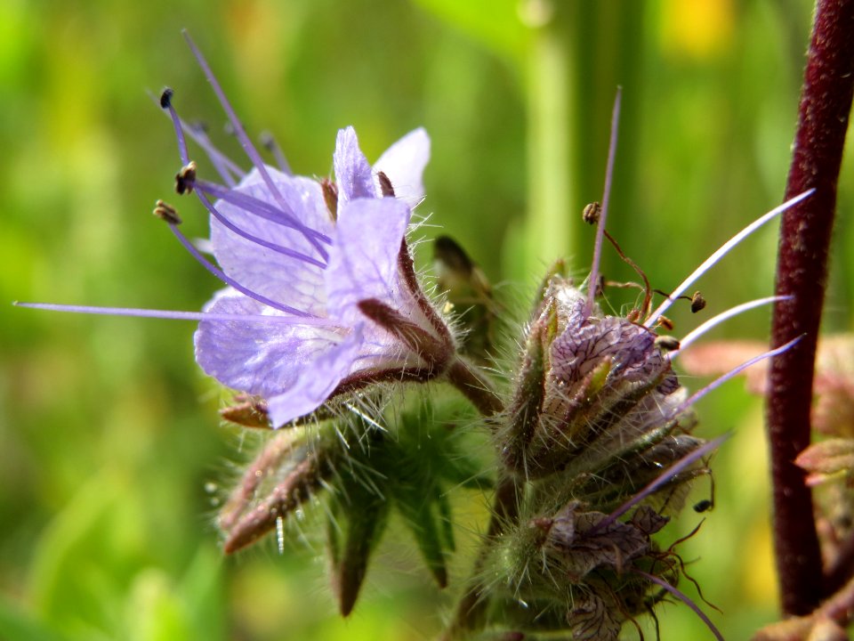 20140820Phacelia_tanacetifolia2