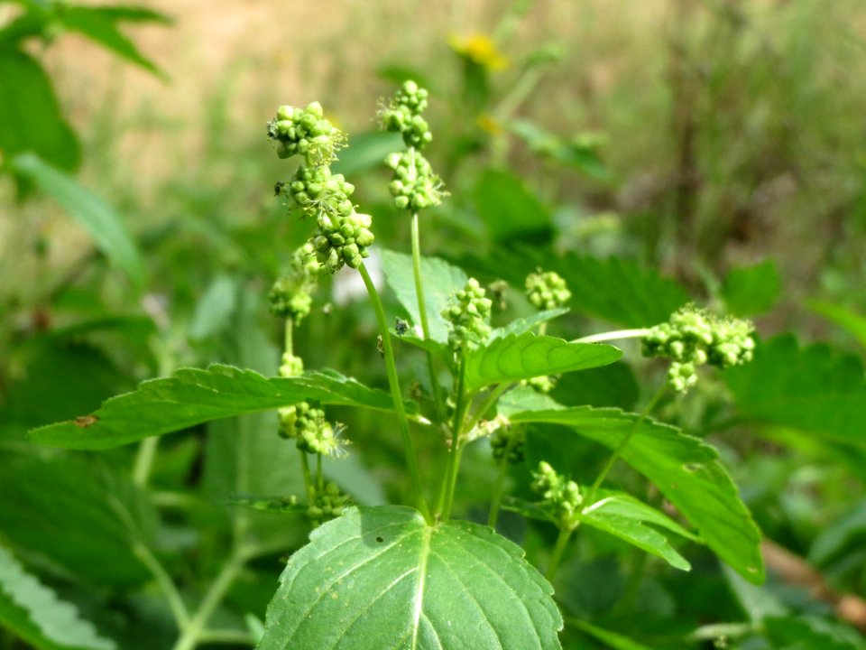 20140820Mercurialis_annua1