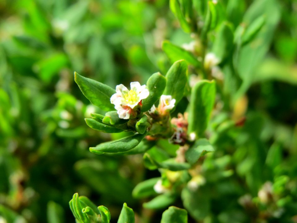 20140820Polygonum_aviculare2