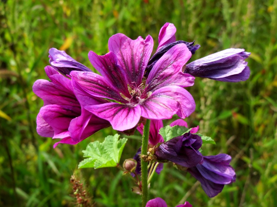 20140820Malva_sylvestris4
