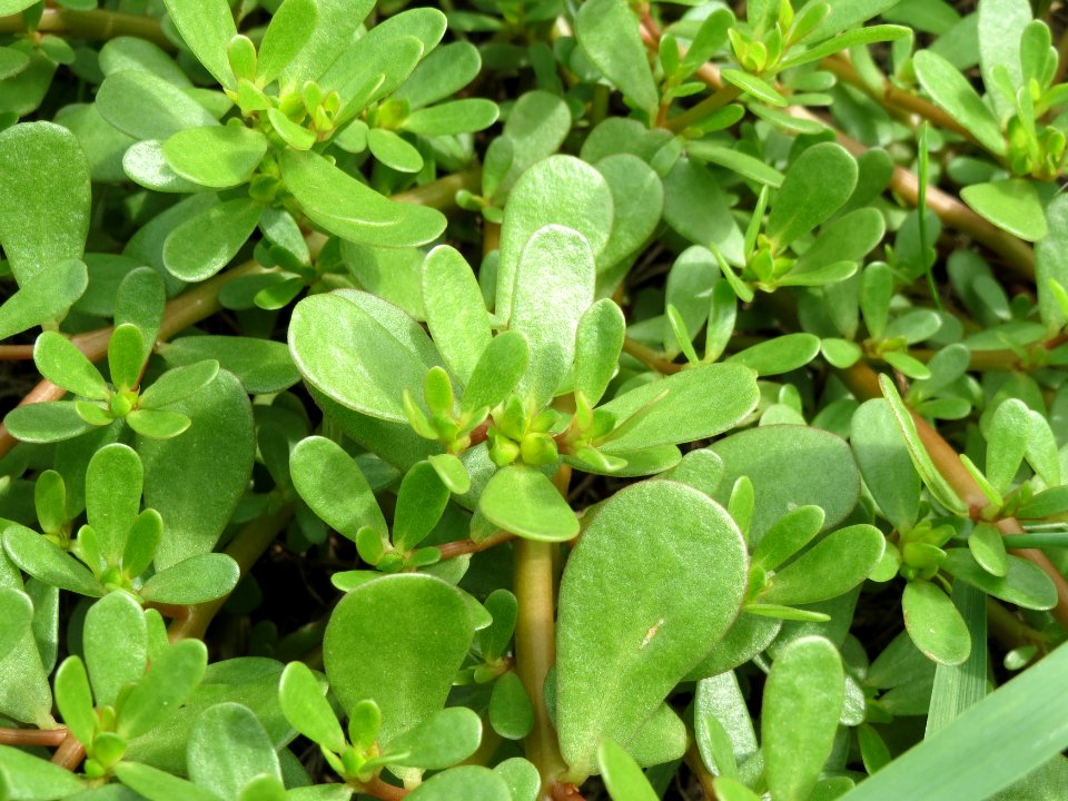 20140820Portulaca_oleracea1
